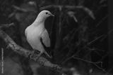 preview bw