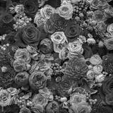 preview bw