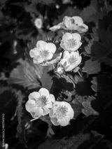 preview bw