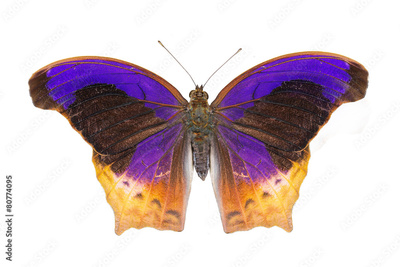image to crop