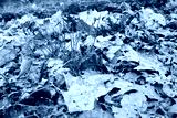 preview cold