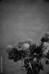 preview bw