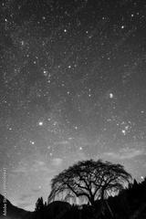 preview bw