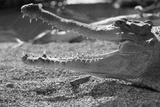 preview bw