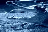 preview cold