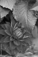 preview bw