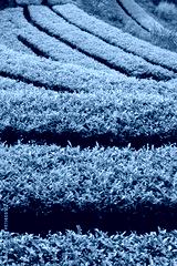 preview cold