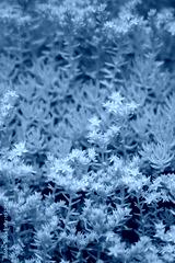 preview cold