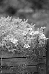 preview bw