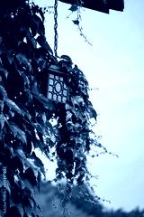 preview cold