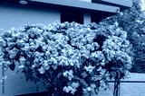 preview cold