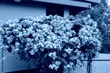 preview cold
