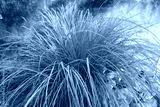 preview cold