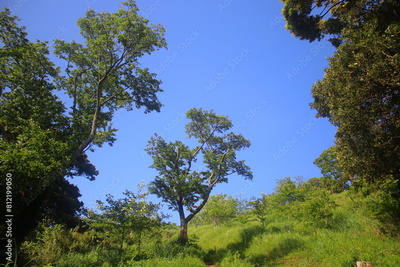 image to crop