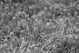 preview bw