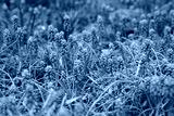 preview cold