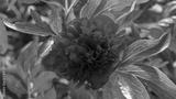 preview bw