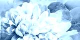 preview cold