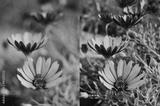 preview bw