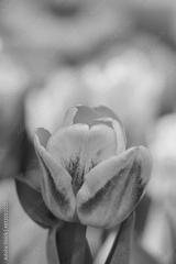 preview bw