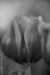 preview bw
