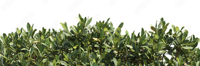 image to crop
