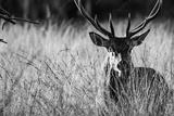 preview bw