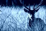preview cold