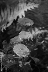 preview bw