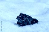 preview cold