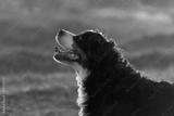 preview bw