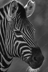 preview bw
