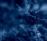 preview cold