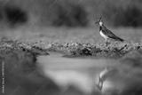 preview bw