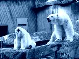 preview cold