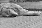 preview bw