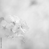 preview bw