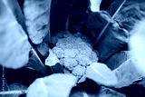 preview cold