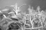 preview bw