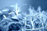preview cold