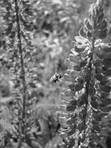 preview bw