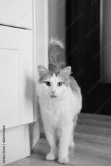 preview bw