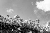 preview bw