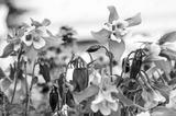preview bw