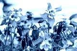 preview cold