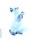 preview cold