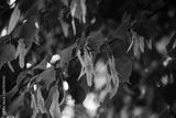 preview bw
