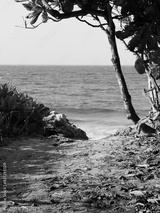 preview bw