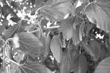 preview bw