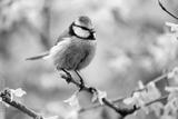 preview bw